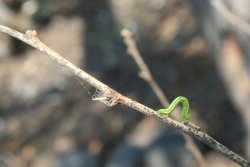 My tiny worm friend