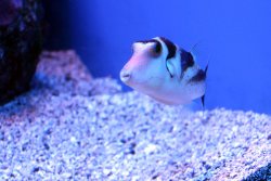 A fish at the Maui Ocean Center