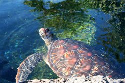 Turtle at the Maui Ocean Center