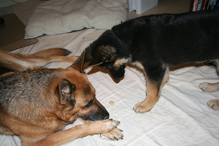 Misha eyeing the bone