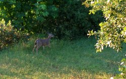 Our deer friend