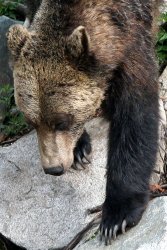 Grizzly Bear with some serious claws