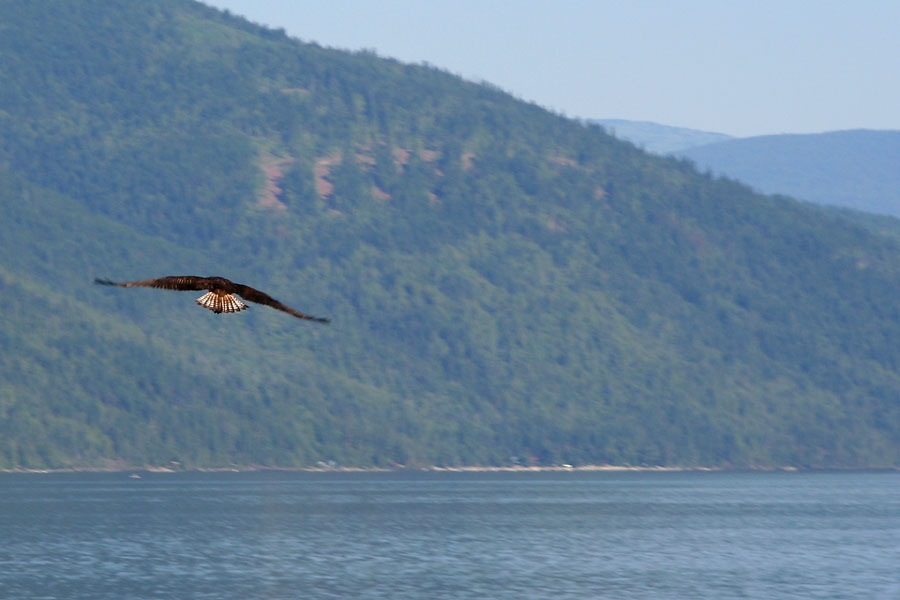 Osprey in flight