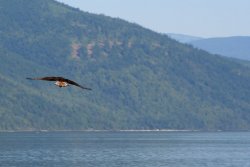 Osprey in flight