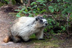 Wild Marmot at Lake Louise