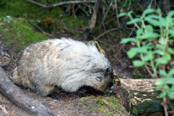 Marmot