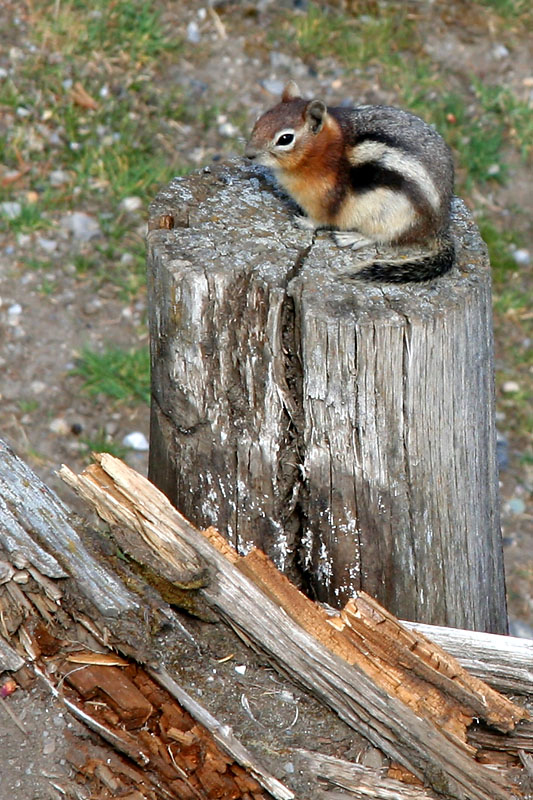 Chippy on a stump