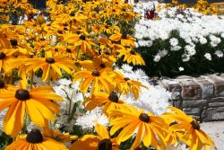 Flowers at the Fairmont Banff Springs