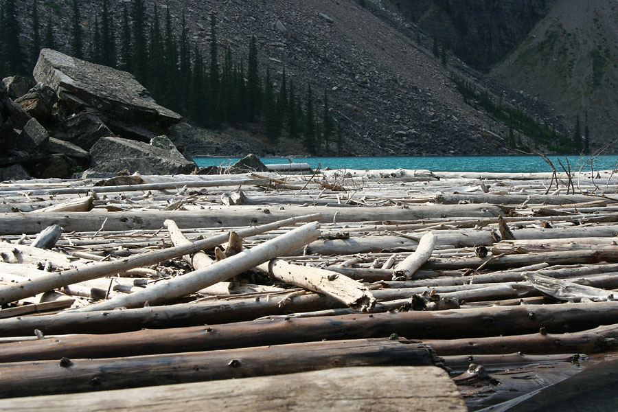 Logs in Lake Moraine