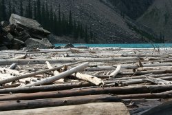 Logs in Lake Moraine