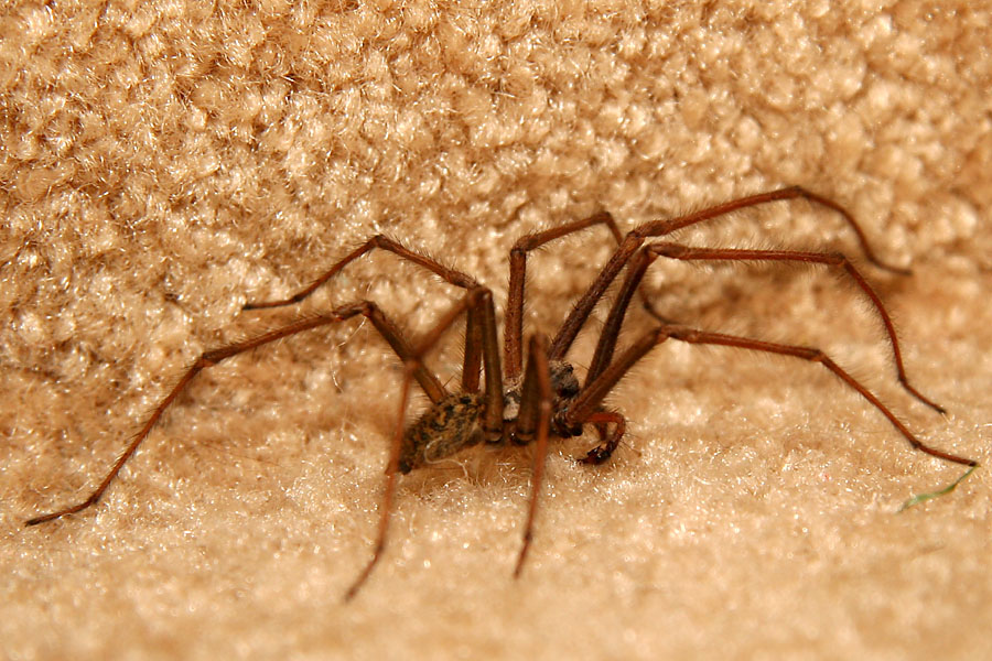 Huge spider chilling on my stairway on August 9th, 2006.