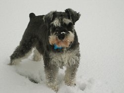 Indy with snow on his nose