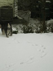 Indy going to investigate the air conditioner