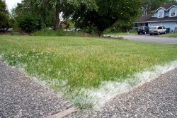 Our front lawn... ignore the weeds