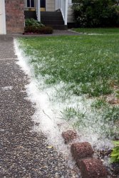 Invasion of the Cottonwood Seeds