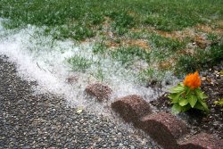 Neighbor's front yard