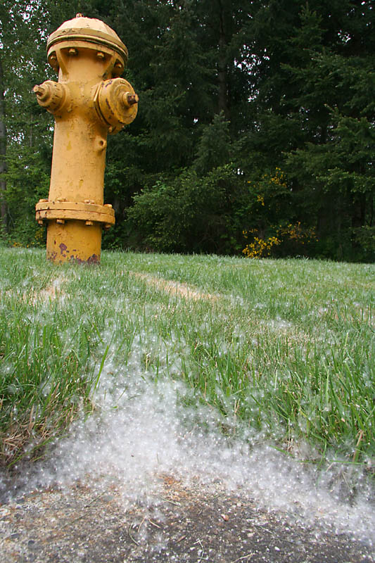 A fire hydrant -- one of the few objects apparently immune to the seeds