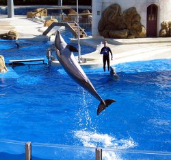 They call him Flipper (okay, not really)