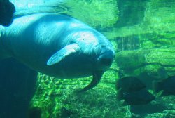 Manatee