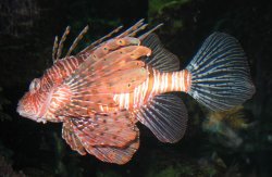 Lionfish or something