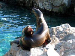 Fighting sea lions