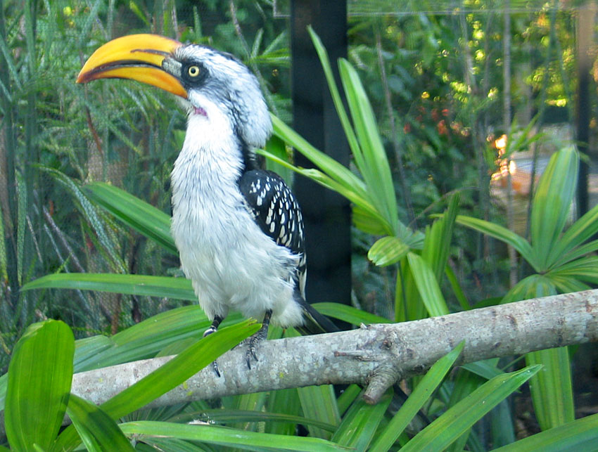 This bird belongs in a Disney movie of some sort