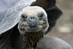 Giant Tortoises