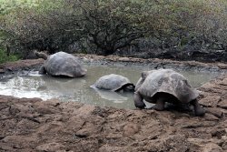 Traffic jam at the watering hole