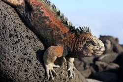 Marine Iguanas