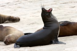 Sea Lions