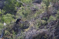 You can see his frigate bird pouch inflating oh-so-slowly