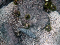 Sea cucumber and urchins