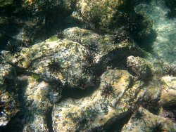 Lots of cool urchins