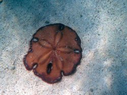 Sand dollar