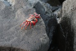 Crab