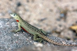 Lava Lizard