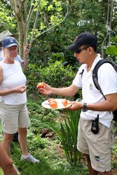 Joyce is skeptical of the tree tomato