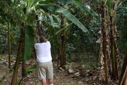 In a fit of rage, Alan tore down some bamboo