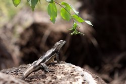 Lava Lizard