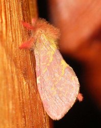 Crazy fuzzy moth