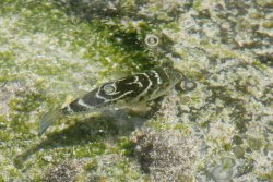 Baby puffer fish