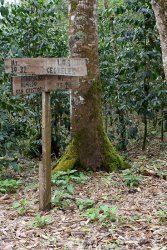 Signs at the coffee plantation