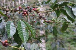 Ripe coffee beans