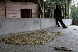 The Coffee Ninja protects his drying beans