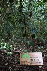 100 year old "bourbon" coffee tree