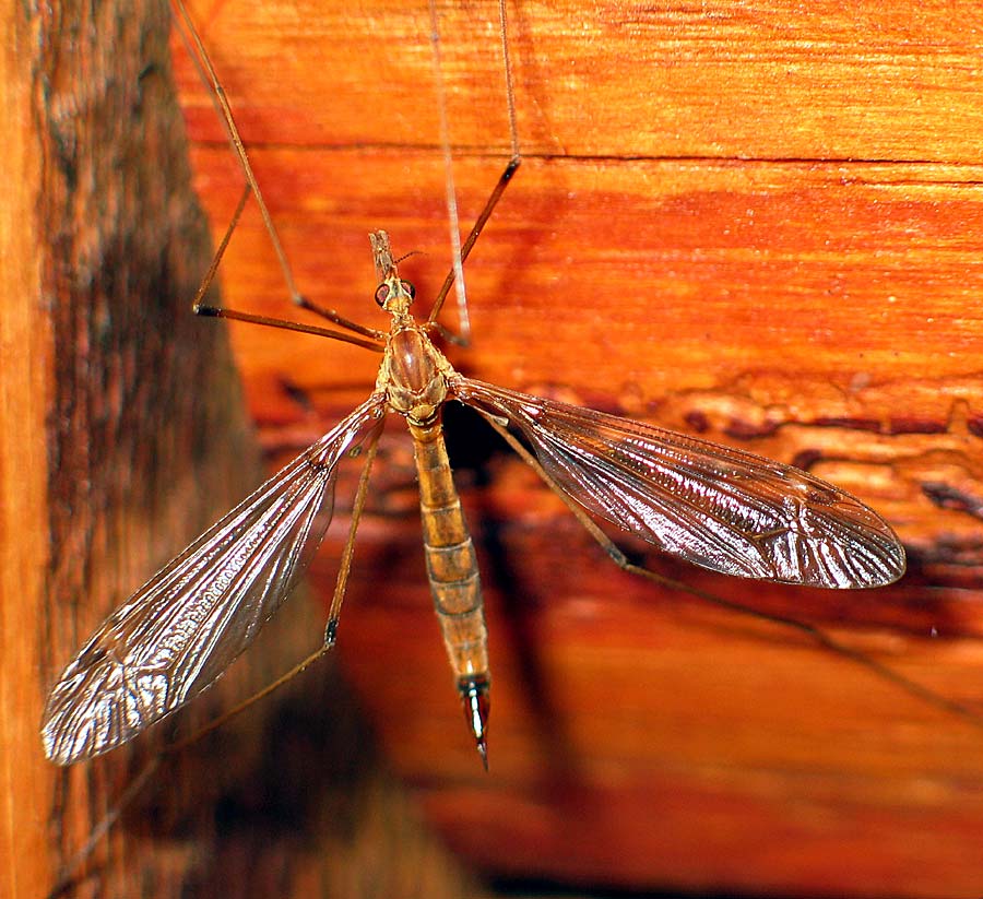 Translucent wings