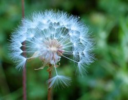 Dandelion