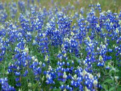 Flower field