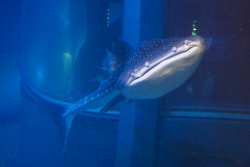 A friggin' whale shark at the Osaka Aquarium