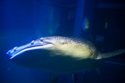 Whale shark at the Osaka Aquarium